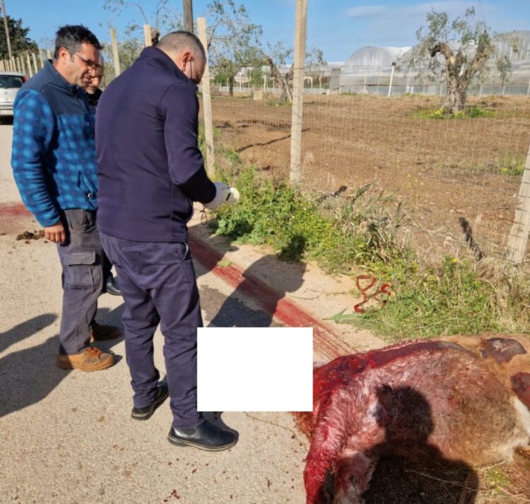 Acate e il pony trascinato con l’auto, assolto l’imputato 41enne