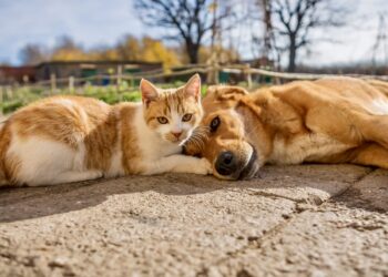 Ragusa e il randagismo, l’assessore Distefano: “Serve un nuovo modello di riparto dei fondi”