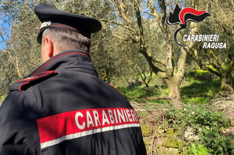 Comiso, asportano olive da un terreno di proprietà del Comune: denunciati coniugi vittoriesi