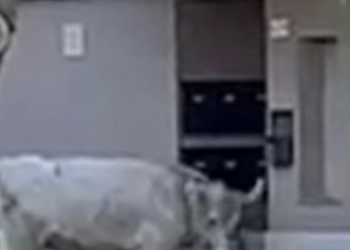 Pozzallo, “passeggiata” mattutina tra le vie della città per alcune mucche e vitelli