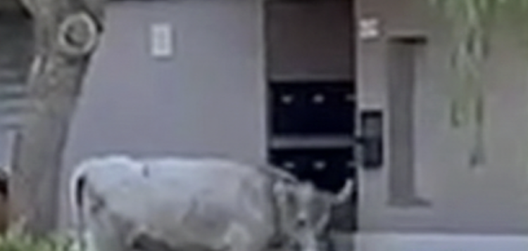 Pozzallo, “passeggiata” mattutina tra le vie della città per alcune mucche e vitelli