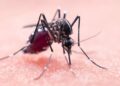 Ragusa, ciclo straordinario di disinfestazione per debellare il virus West Nile