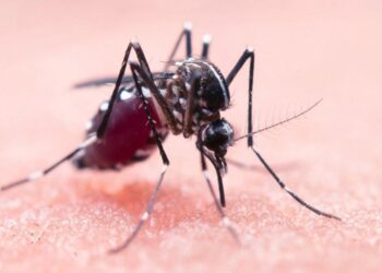 Ragusa, ciclo straordinario di disinfestazione per debellare il virus West Nile
