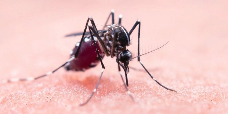 Ragusa, ciclo straordinario di disinfestazione per debellare il virus West Nile