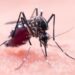 Ragusa, ciclo straordinario di disinfestazione per debellare il virus West Nile