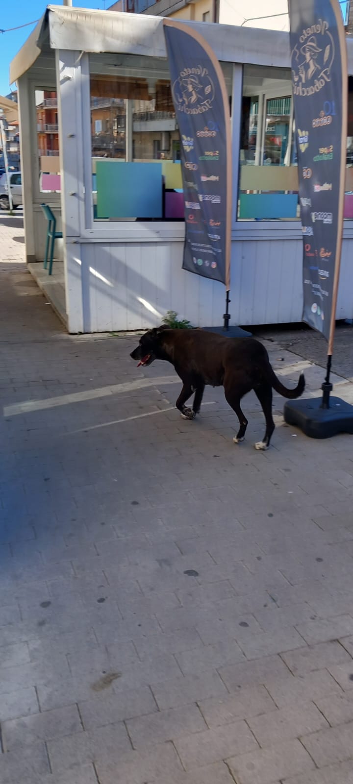 Ragusa, episodio movimentato questa mattina in via Mongibello