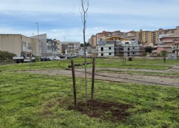 Ragusa, piantumati 24 nuovi alberi