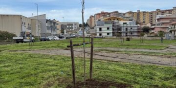 Ragusa, piantumati 24 nuovi alberi