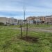 Ragusa, piantumati 24 nuovi alberi