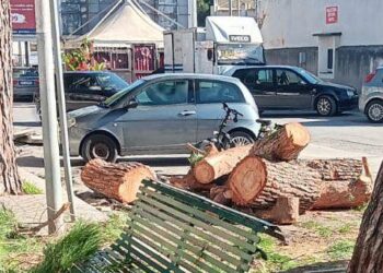 Vittoria, Terre Pulite a muso duro: “800 alberi tagliati in tre anni, uno scempio”
