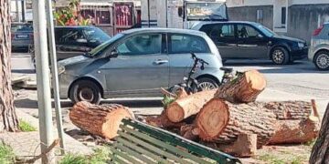 Vittoria, Terre Pulite a muso duro: “800 alberi tagliati in tre anni, uno scempio”