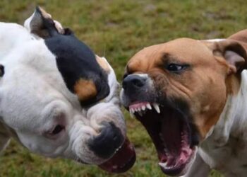 Acate, pitbull uccide un cagnolino e azzanna il proprietario alla mano