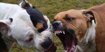 Acate, pitbull uccide un cagnolino e azzanna il proprietario alla mano