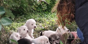 Scicli, ritrovati 13 cuccioli: torna l’emergenza randagismo