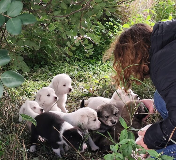 Scicli, ritrovati 13 cuccioli: torna l’emergenza randagismo