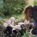 Scicli, ritrovati 13 cuccioli: torna l’emergenza randagismo