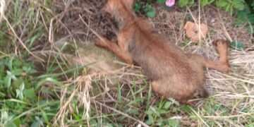 Sampieri, un cucciolo salvato dall’abbandono nel canale di scolo