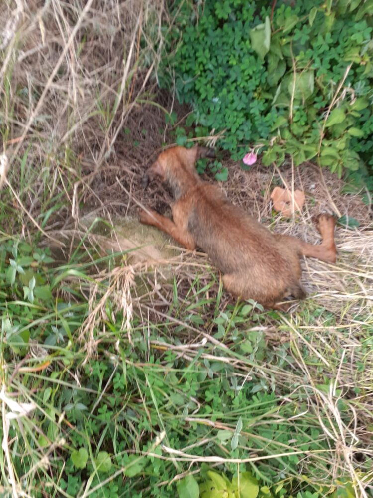 Sampieri, un cucciolo salvato dall’abbandono nel canale di scolo