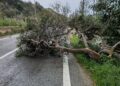 Forte vento, cadono alberi sulla Pozzallo-Santa Maria del Focallo
