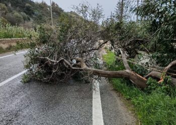 Forte vento, cadono alberi sulla Pozzallo-Santa Maria del Focallo