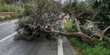Forte vento, cadono alberi sulla Pozzallo-Santa Maria del Focallo