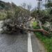 Forte vento, cadono alberi sulla Pozzallo-Santa Maria del Focallo