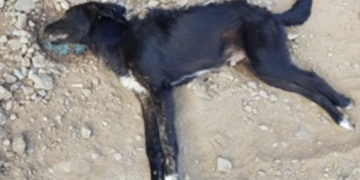 Comiso sotto shock, cani avvelenati ovunque. L’allarme del Comune