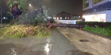 Ragusa, cade un albero lungo il viale delle Americhe. Situazione sempre più pericolosa