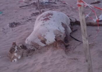 Scoglitti, rinvenuta carcassa di bovino: forse abbandonato da una “nave stalla”