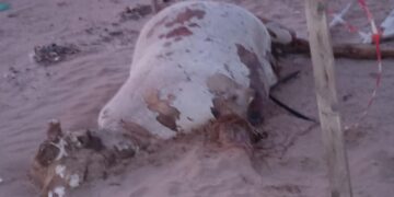 Scoglitti, rinvenuta carcassa di bovino: forse abbandonato da una “nave stalla”