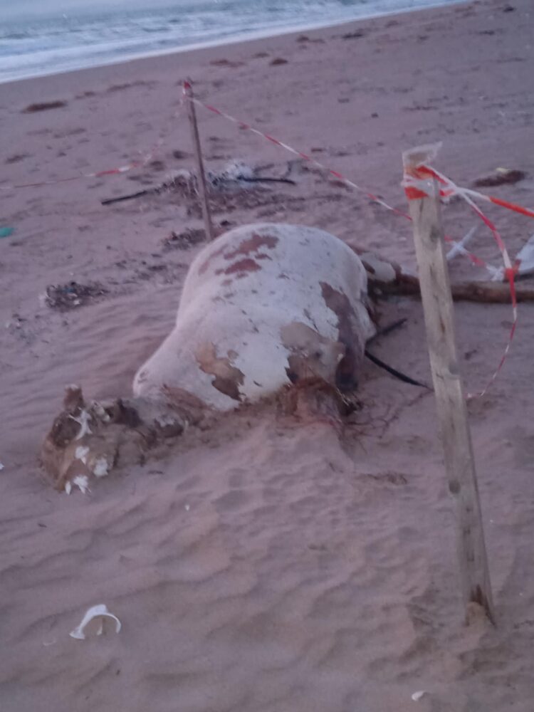 Scoglitti, rinvenuta carcassa di bovino: forse abbandonato da una “nave stalla”