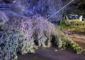 Ragusa, cade il grosso ramo di un albero in viale Europa. Tranciati i fili della luce: un’intera zona è al buio