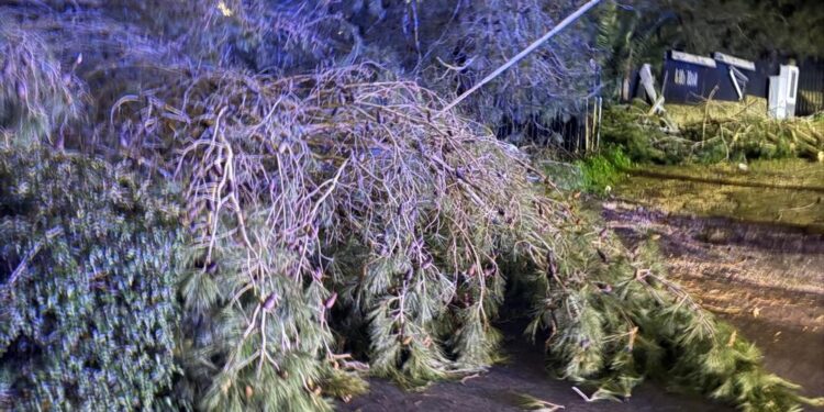 Ragusa, cade il grosso ramo di un albero in viale Europa. Tranciati i fili della luce: un’intera zona è al buio