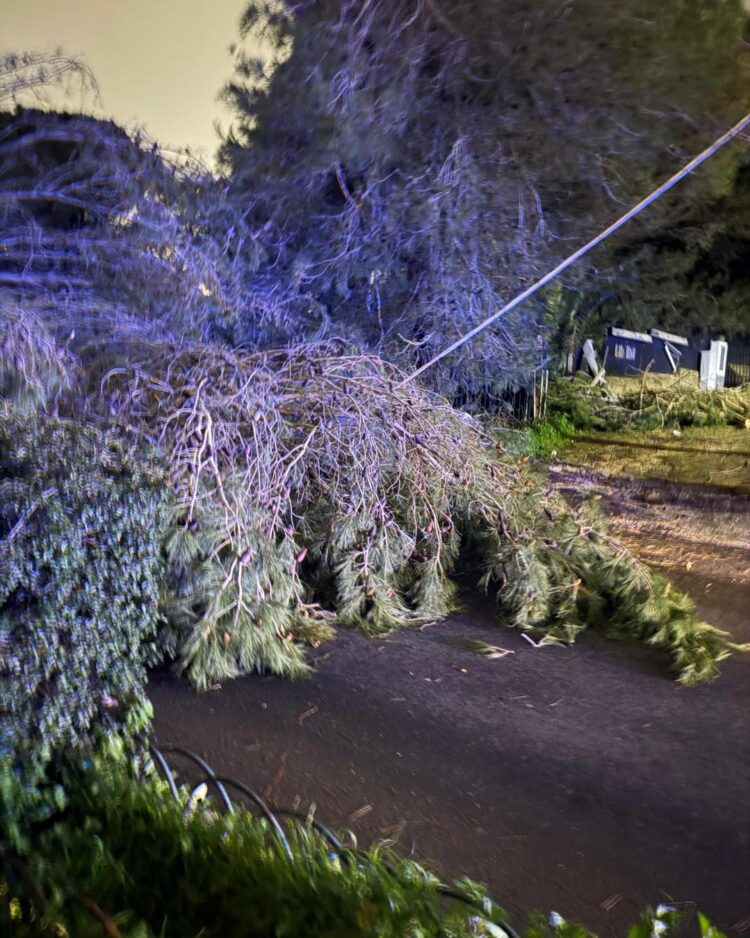 Ragusa, cade il grosso ramo di un albero in viale Europa. Tranciati i fili della luce: un’intera zona è al buio