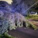 Ragusa, cade il grosso ramo di un albero in viale Europa. Tranciati i fili della luce: un’intera zona è al buio