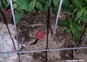 Villaggio Jungi a Scicli, rinvenute 13 esche sospette