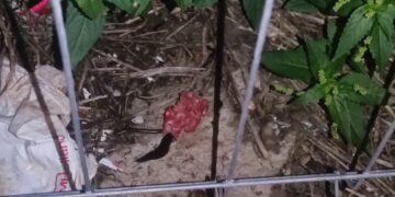 Villaggio Jungi a Scicli, rinvenute 13 esche sospette