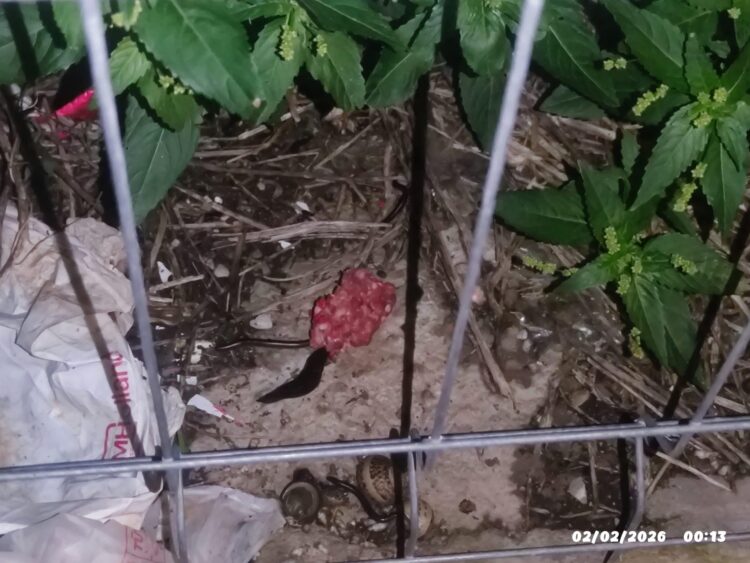 Villaggio Jungi a Scicli, rinvenute 13 esche sospette