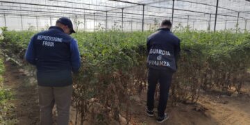 Frode agricola nel Vittoriese, sequestrati oltre 30mila semi di pomodoro