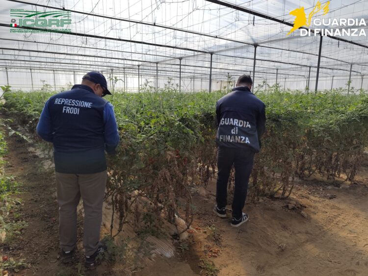 Frode agricola nel Vittoriese, sequestrati oltre 30mila semi di pomodoro