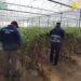 Frode agricola nel Vittoriese, sequestrati oltre 30mila semi di pomodoro