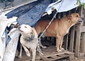 Chiaramonte, le guardie zoofile salvano una cagnolina trovata in condizioni gravissime all’interno di una proprietà privata