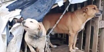 Chiaramonte, le guardie zoofile salvano una cagnolina trovata in condizioni gravissime all’interno di una proprietà privata