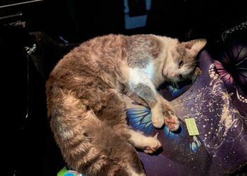 Santa Croce, la gattina vittima di incidente e la pietosa sepoltura