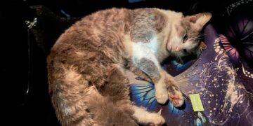 Santa Croce, la gattina vittima di incidente e la pietosa sepoltura