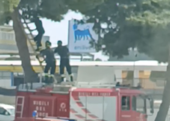 Vittoria, i vigili del fuoco salvano un gattino in cima a un albero