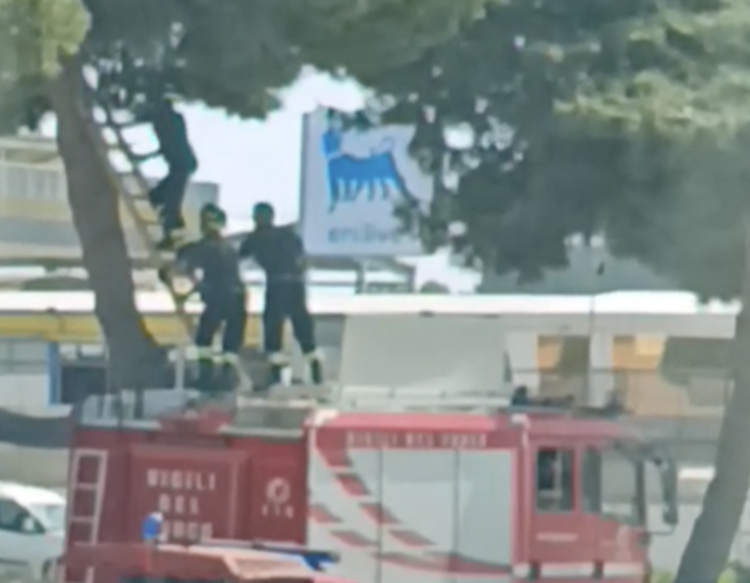 Vittoria, i vigili del fuoco salvano un gattino in cima a un albero