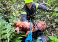 Cagnolino salvato dopo essere caduto in un dirupo grazie ai vigili del fuoco eroi