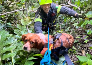 Cagnolino salvato dopo essere caduto in un dirupo grazie ai vigili del fuoco eroi