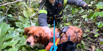Cagnolino salvato dopo essere caduto in un dirupo grazie ai vigili del fuoco eroi